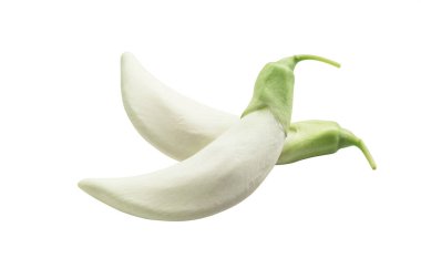 Beyaz arkaplanda Beyaz Sesbania grandiflora (kırpma yolu ile))