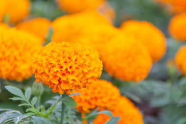 Turuncu kadife çiçekleri çok güzel..