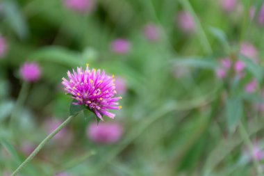 Gomphrena pulchella L çiçek açıyor..