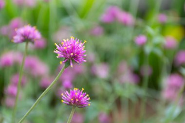 Gomphrena pulchella L çiçek açıyor..
