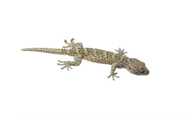 Beyaz arkaplan üzerine Gecko (kırpma yolu ile)).