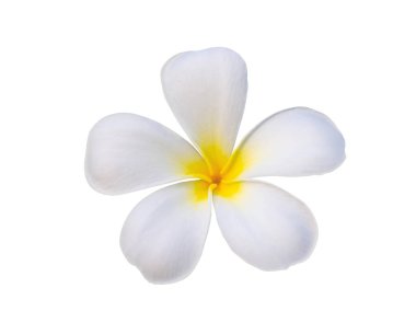 Beyaz arkaplan üzerinde güzel beyaz plumeria çiçeği (kırpma yolu ile))