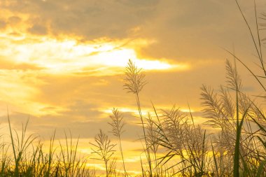 Gün batımında gökyüzü altınının arkaplanına bakan çimenlerin arka plan fotoğrafları..