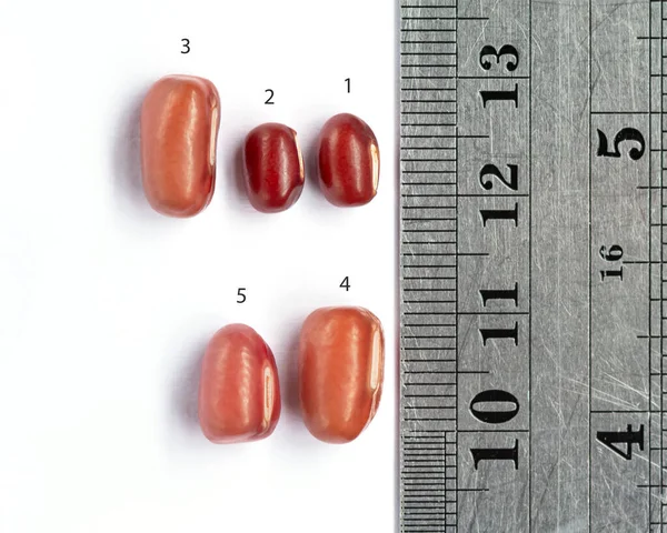 Ruler size comparison, red beans, soaked in water for 24 hours after by red beans  number1 and 2 is dry bean.The number 3, 4, and 5 is the red bean after water immersion.