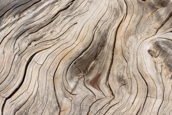 Güneşin ahşap yüzeyi uzun sürdü. Yüzey çatlamış ve kahverengi. Güzel bir model..