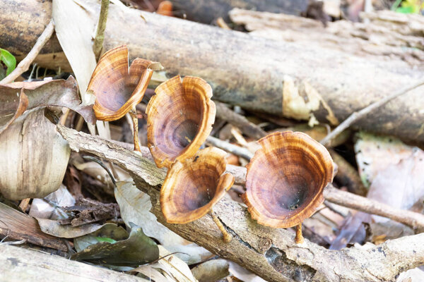 The mushrooms Brown arises from the stumps decay.