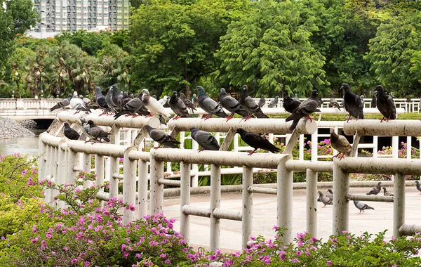 Pigeon. Pigeons like to live together as a large flock, it was like standing in several places. In the image many pigeons standing on the balcony, steel, painted white. Filled gourd make dirty balcony