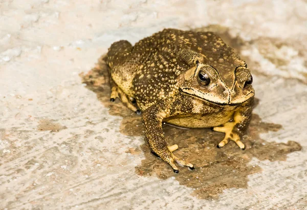 Toad Toad Just Jumped Out Pond — Stock Photo, Image
