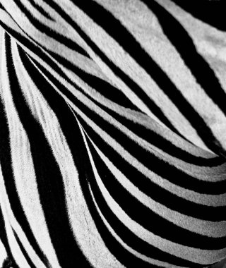 Zebra desenli, resmi hayvana çok yakın çektim, görüntüde bu hissi yaratmak için, sadece siyah ve beyaz çizgiler ve biraz saç. Doğal şekiller çerçevelemiş. Equus zebra