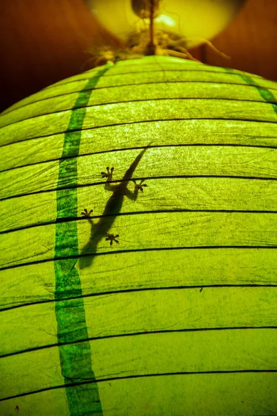 Gecko 'nun öğle yemeği vakti yeşil bir lambaya girmesi. Çizgiler ve siluetler. Dikey