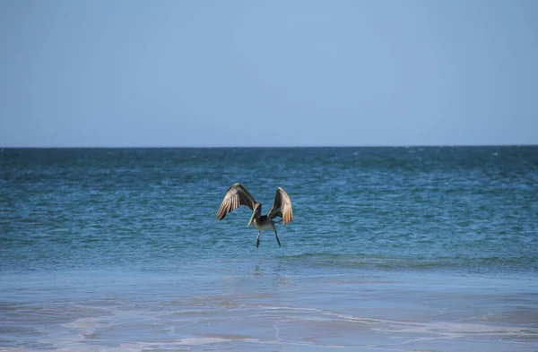 Balık tutarken pelikanın garip hareketi. Dans, Komiklik, Beslenme, Guanacaste, Kosta Rika 'da Langosta Sahili