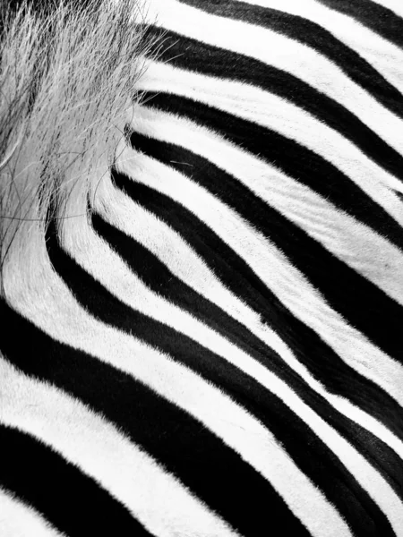 Zebra desenli, resmi hayvana çok yakın çektim, görüntüde bu hissi yaratmak için, sadece siyah ve beyaz çizgiler ve biraz saç. Doğal şekiller çerçevelemiş. Equus zebra