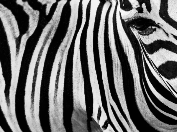 Zebra desenli, resmi hayvana çok yakın çektim, görüntüde bu hissi yaratmak için, sadece siyah ve beyaz çizgiler ve biraz saç. Doğal şekiller çerçevelemiş. Equus zebra