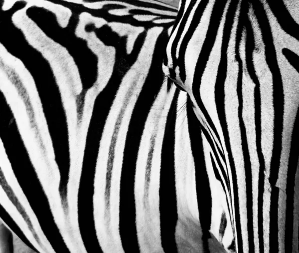 Зебра Узор Сделал Фотографию Близко Животному Сделать Чувство Изображении Черно — стоковое фото