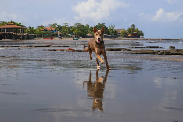 Yavru köpek bir Nikaragua plajında koşuyor ve muhteşem şeyler kuma yansıyor. Mutlu köpek, mutlu hayvan, iyi büyüyor, sağlık, özgürlük, aile