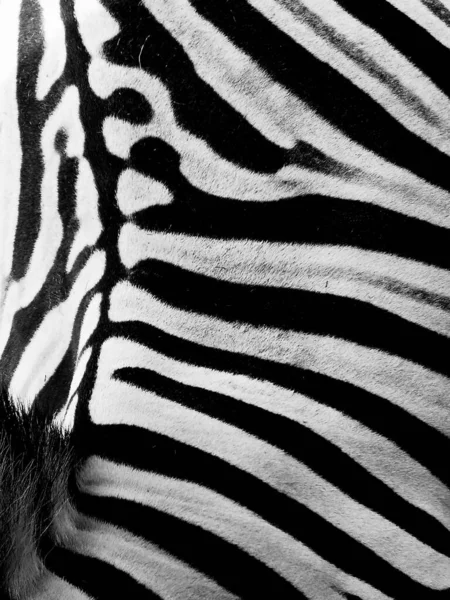 Zebra Pattern Took Picture Really Close Animal Make Feeling Image — Stock Photo, Image