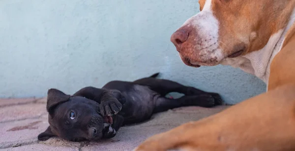 Yavru siyah köpek annesinin yanına uzandı. Hayvan bakımı ve aile davranışları. Yavru köpek iki ayağını birden ısırıyor.
