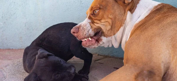 Yavru siyah köpek annesinin yanına uzandı. Hayvan bakımı ve aile davranışları. Anne hırıltısı olan köpek yavrusu korkusu!