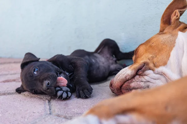 Yavru siyah köpek annesinin yanına uzandı. Hayvan bakımı ve aile davranışları. Yavru köpek ayak emer.