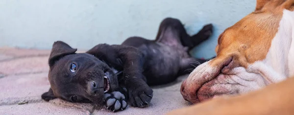 Yavru siyah köpek annesinin yanına uzandı. Hayvan bakımı ve aile davranışları. Yavru köpek ayaklarını ve bacaklarını ısırıyor.
