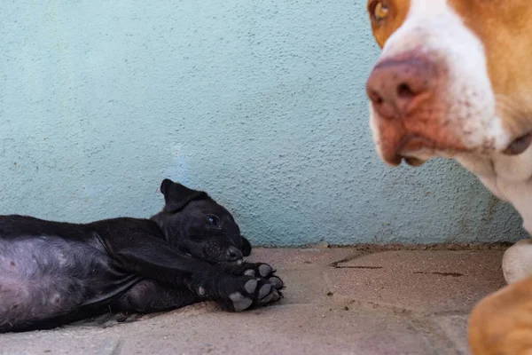 Yavru siyah köpek annesinin yanına uzandı. Hayvan bakımı ve aile davranışları. Yavru köpek izliyor.