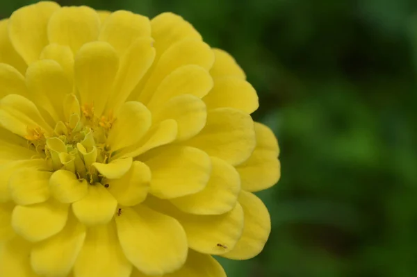 Саду Растет Цветок Рода Zinia Красивым Желтым Цветом — стоковое фото