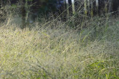 Yoğun ve sabah çiğ damlalarına maruz kalmış panikli kılcal damar bitkileri.