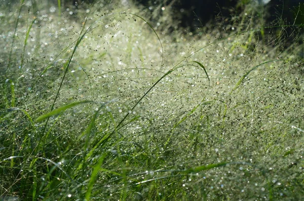 Panicum Capillare Plants Dense Exposed Dew Drops Morning — Stock Photo, Image
