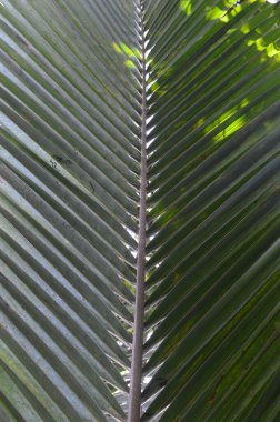 desen, şekil, doku ve çizgili hindistan cevizi yaprakları bahçede büyüyor.