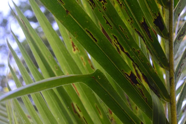 Modello Forma Consistenza Strisce Foglie Cocco Che Crescono Giardino — Foto Stock