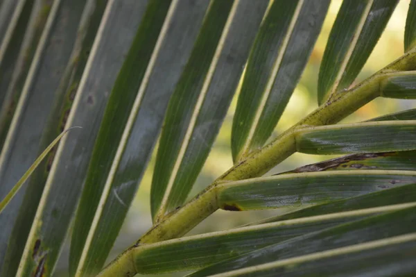 Modello Forma Consistenza Strisce Foglie Cocco Che Crescono Giardino — Foto Stock