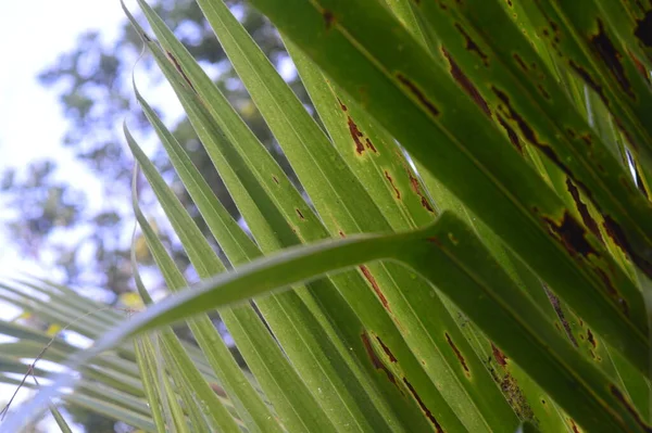 Motif Forme Texture Rayures Feuilles Noix Coco Poussant Dans Jardin — Photo