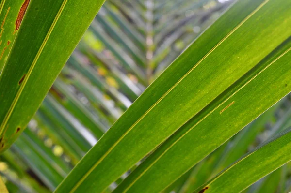 Desen Şekil Doku Çizgili Hindistan Cevizi Yaprakları Bahçede Büyüyor — Stok fotoğraf