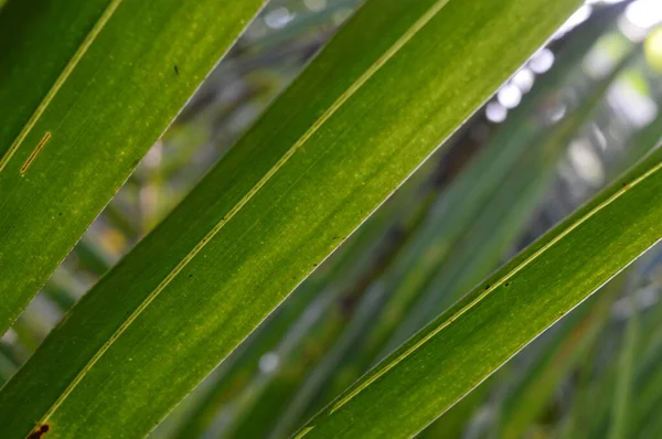 Desen Şekil Doku Çizgili Hindistan Cevizi Yaprakları Bahçede Büyüyor — Stok fotoğraf