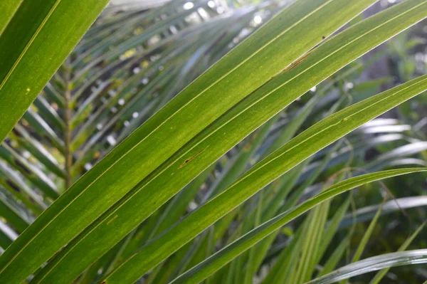 Modello Forma Consistenza Strisce Foglie Cocco Che Crescono Giardino — Foto Stock