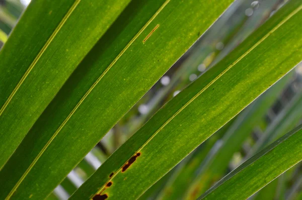 Modello Forma Consistenza Strisce Foglie Cocco Che Crescono Giardino — Foto Stock