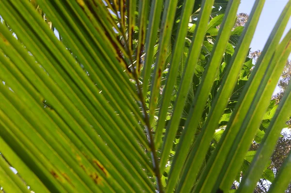 Patrón Forma Textura Rayas Hojas Coco Que Crecen Jardín — Foto de Stock