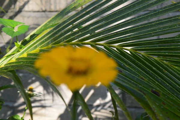 Modello Forma Consistenza Strisce Foglie Cocco Che Crescono Giardino — Foto Stock