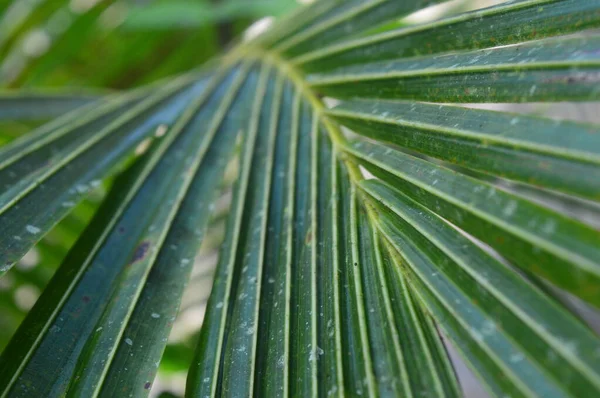 Modello Forma Consistenza Strisce Foglie Cocco Che Crescono Giardino — Foto Stock