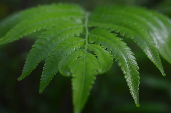 Gros Plan Feuilles Fougère Dryopteris Affinis Vertes Dans Jardin Fond — Photo