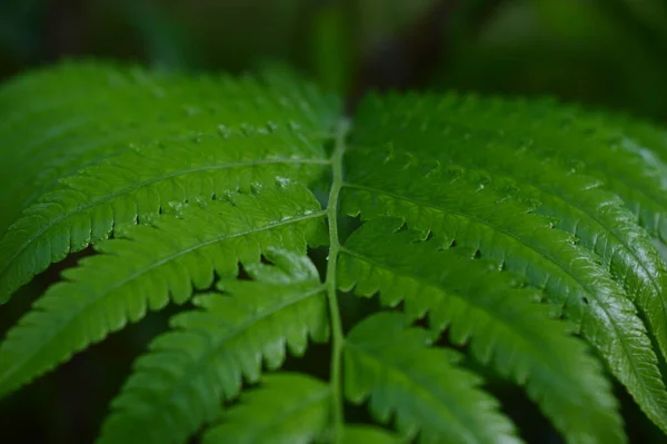 Gros Plan Feuilles Fougère Dryopteris Affinis Vertes Dans Jardin Fond — Photo