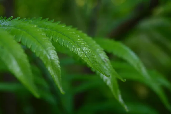 Primer Plano Hojas Helecho Verde Dryopteris Affinis Jardín Fondo Abstracto — Foto de Stock