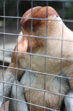 Hayvanat bahçesindeki hortumlu maymun, kızıl saçlı uzun burunlu Proboscis maymunu Borneo, Endonezya adasına özgü Proboscis maymunu