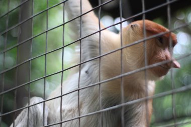 Hayvanat bahçesindeki hortumlu maymun, kızıl saçlı uzun burunlu Proboscis maymunu Borneo, Endonezya adasına özgü Proboscis maymunu