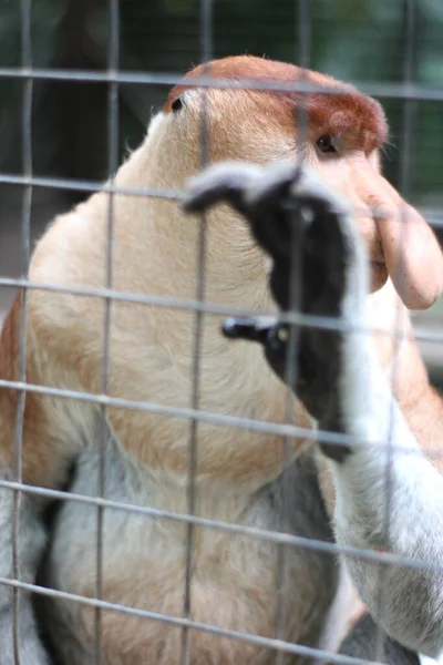 Proboscis Singe Dans Zoo Proboscis Singe Long Nez Aux Cheveux — Photo