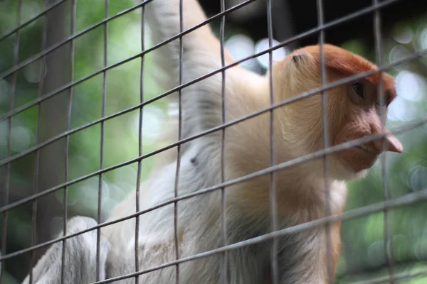 在印度尼西亚婆罗洲岛上 动物园里的普罗伯斯猴 长着红头发的普罗伯斯猴长鼻 岛上特有的普罗伯斯猴 — 图库照片