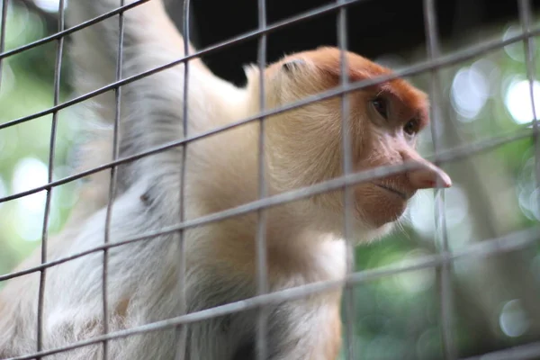 在印度尼西亚婆罗洲岛上 动物园里的普罗伯斯猴 长着红头发的普罗伯斯猴长鼻 岛上特有的普罗伯斯猴 — 图库照片