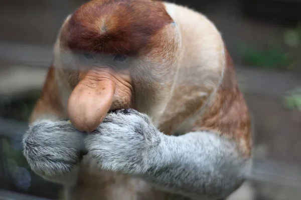 Rüssel Affe Zoo Rüssel Affe Lange Nase Mit Rötlichem Haar — Stockfoto