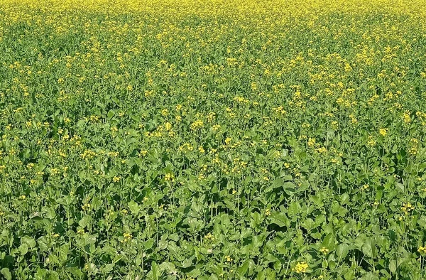 Brassica Une Famille Moutarde Nourriture Agricole Avec Des Fleurs Jaunes — Photo