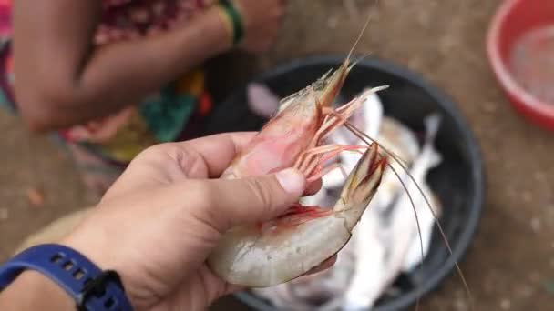 Langostinos Frescos Capturados Mar Playa Alibaug Maharashtra — Vídeo de stock